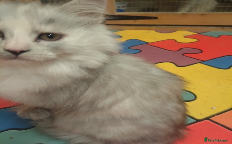 Maine Coon cats - Advert 4