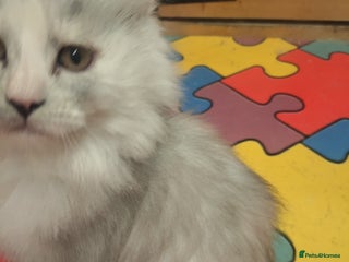 Maine Coon cats - Advert 4