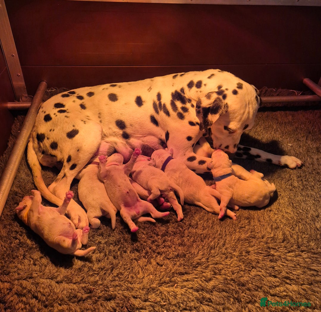 Dalmatian dogs for sale: Beautiful KC Reg LUA Dalmatian Pups - Advert 5
