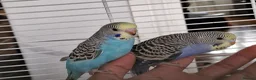 Budgerigars birds for sale: Super silly hand tamed baby budgies  - Advert 8