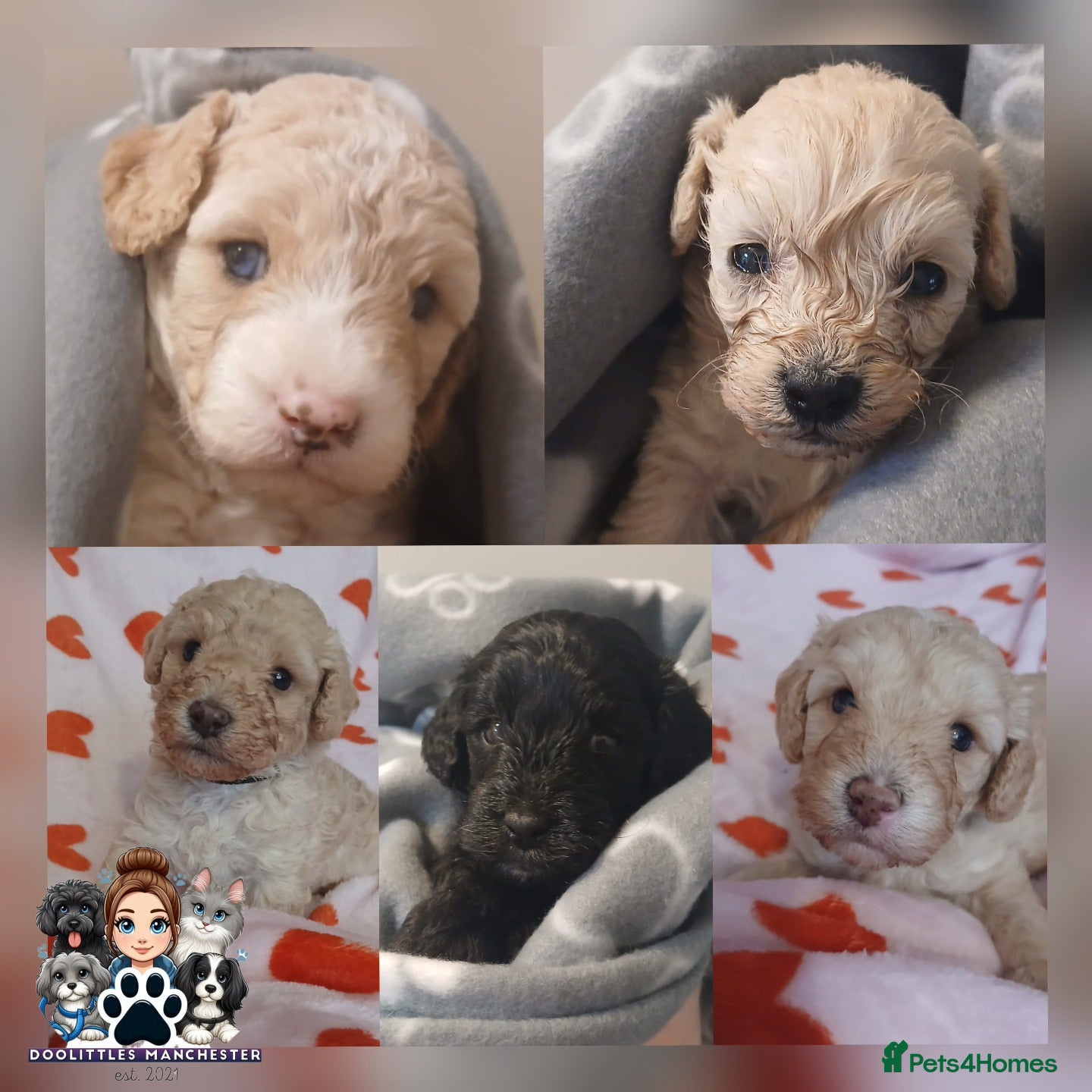 Cavapoo dogs 5* F1B Cavapoos  - Advert 1