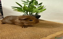 Guinea Pig rodents for sale: Pet Agouti Sow - Advert 1