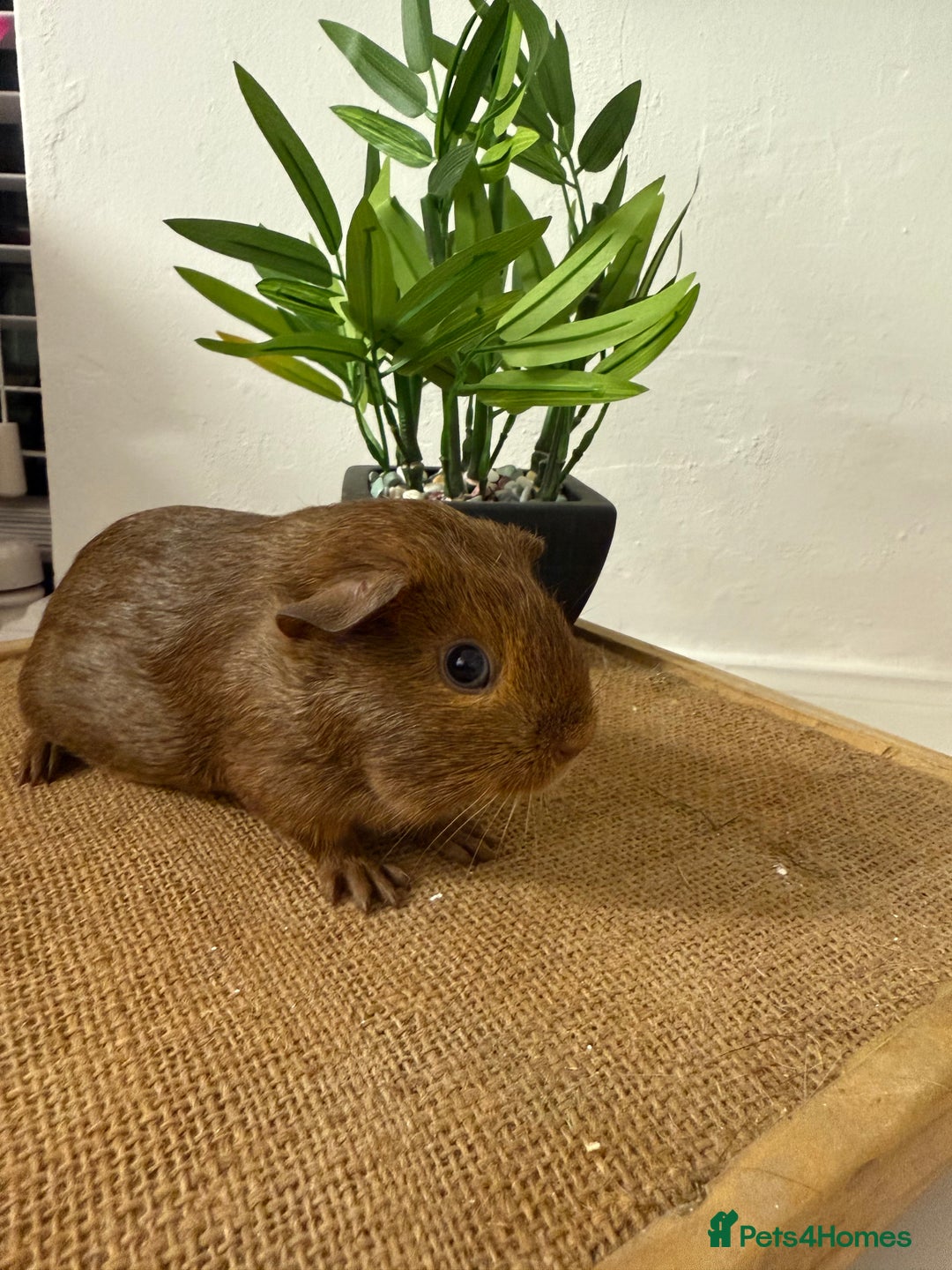 Guinea Pig rodents for sale: Pet Agouti Sow - Advert 1