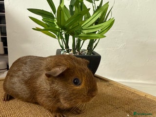 Guinea Pig rodents Pet Agouti Sow - Advert 2