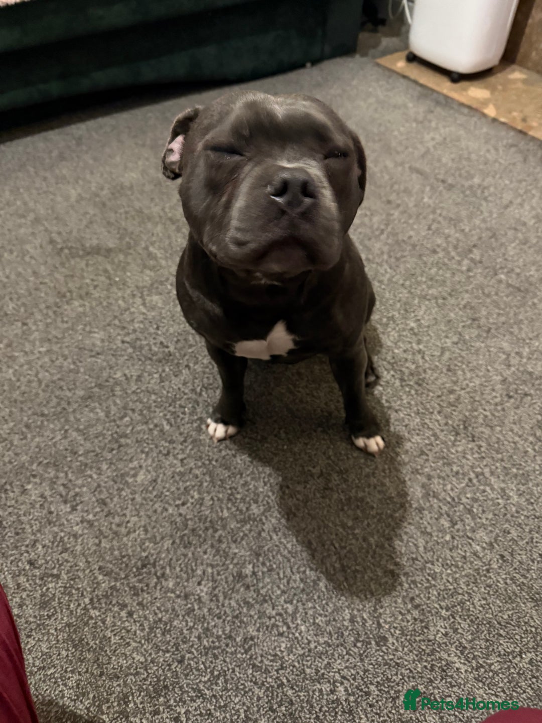 Staffordshire Bull Terrier dogs for sale: Staffordshire bull terrier kc reg  - Advert 4
