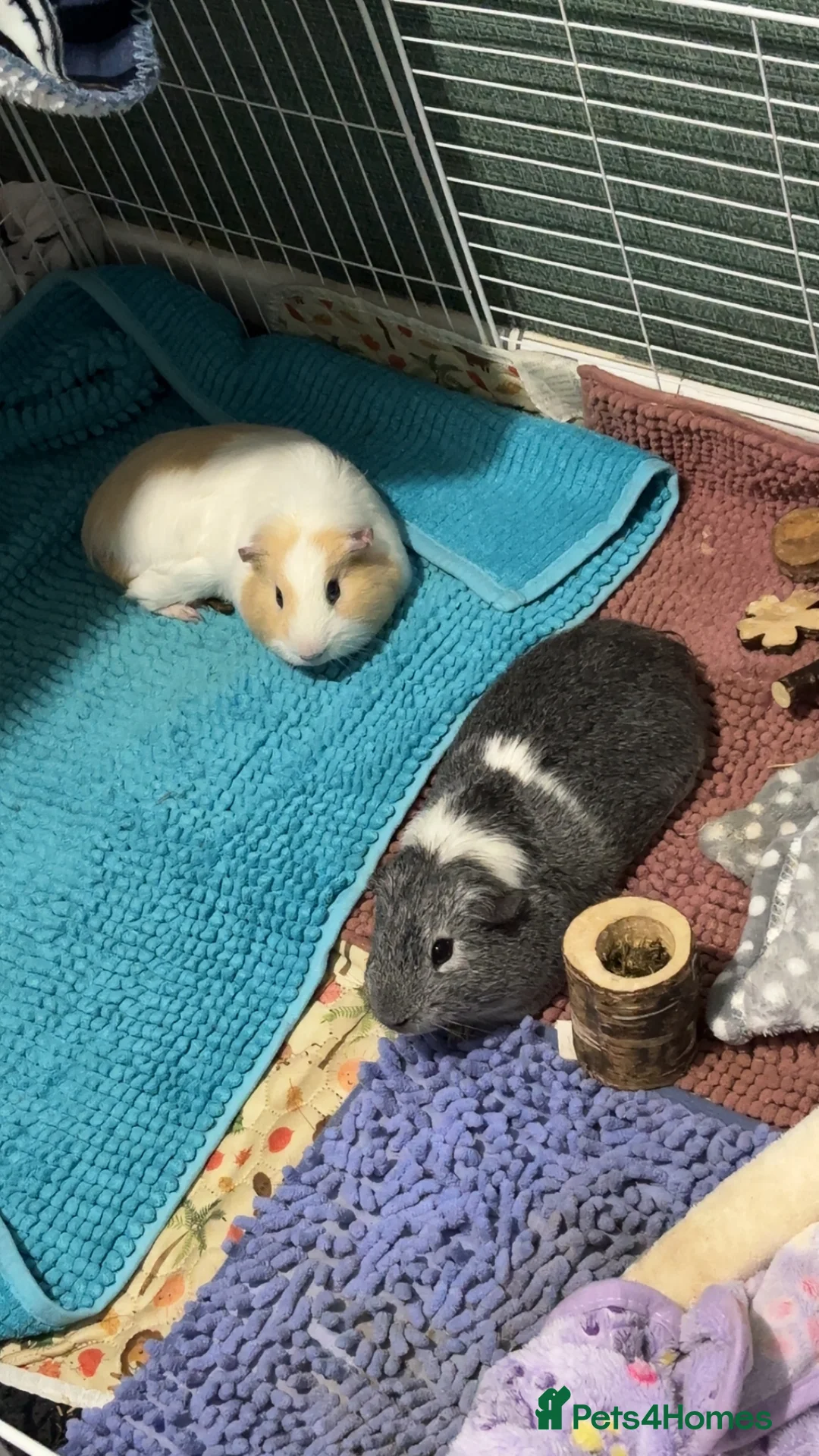 Guinea Pig rodents for sale: Beautiful male guinea pigs  - Advert 4