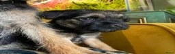 Border Terrier dogs for sale: Border Terrier female puppy - Advert 8
