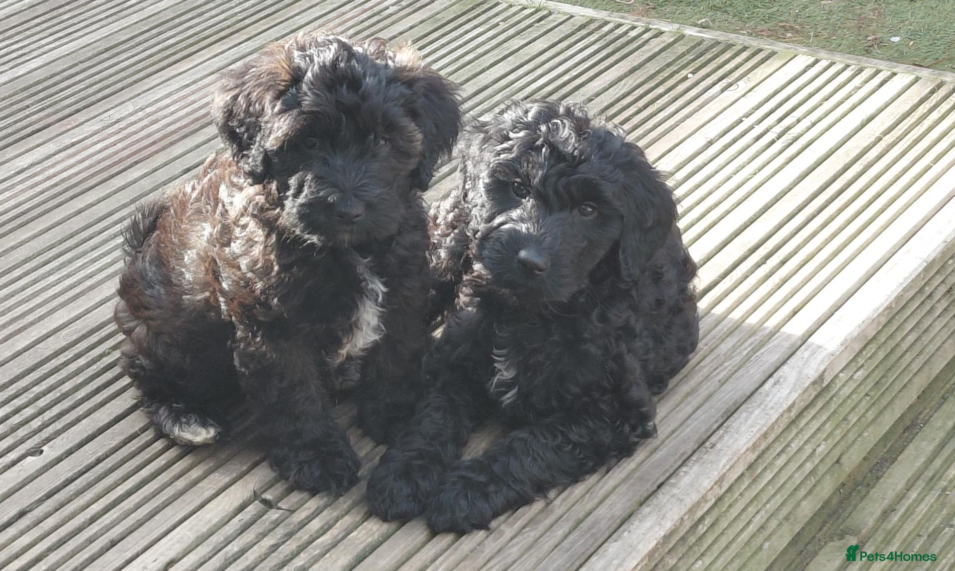 Australian Labradoodle dogs Australian Labradoodle Small Size  - Advert 2