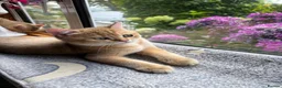 British Shorthair cats for sale: GCCF registered Golden boys  - Advert 6