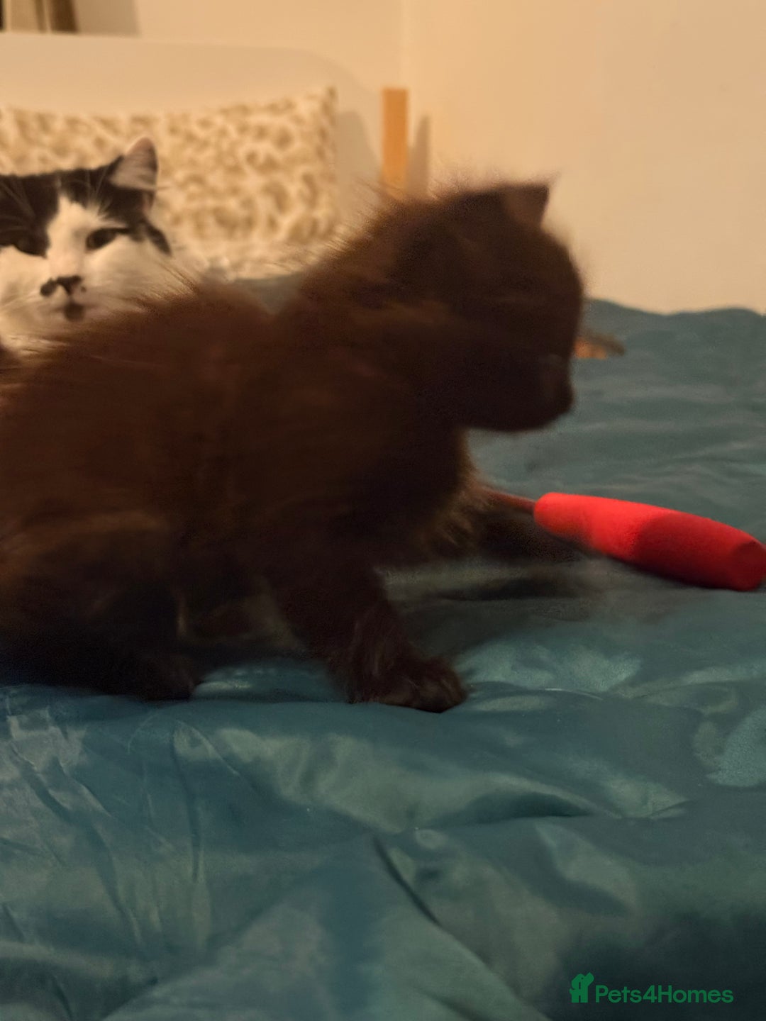 British Shorthair cats for sale: 4 adorable black and white kittens - Advert 11