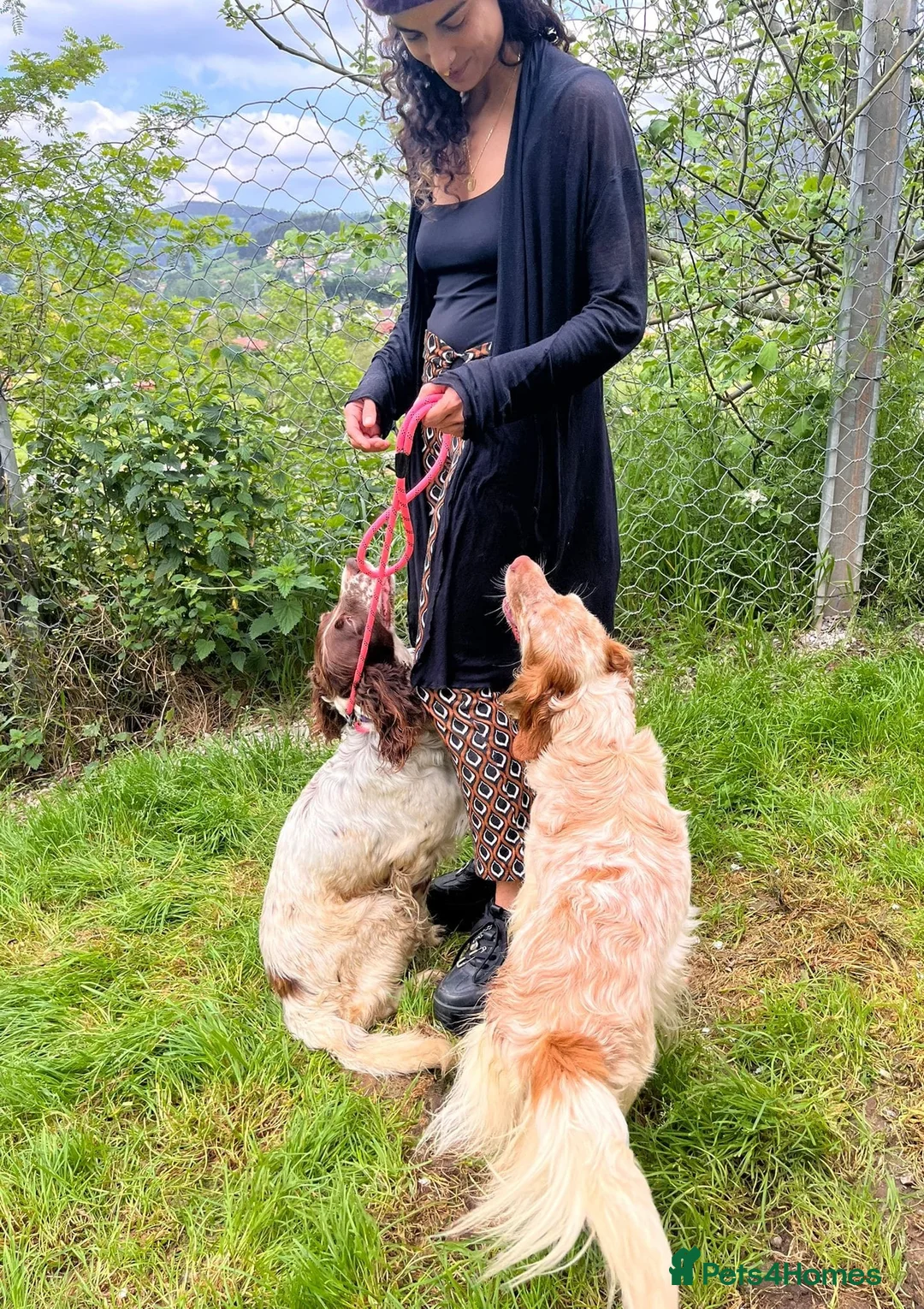 English Setter dogs for adoption: TIna  in Tonypandy - Advert 2