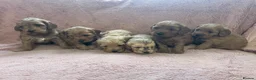 Cockapoo dogs for sale: Quality F1 Cockapoos🌟PRA-AMS-FN Health tested - Advert 6