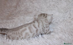 Bengal cats for sale: 😻🐈‍⬛OUTSTANDING PEDIGREE BENGAL 🐈‍⬛ 💯 - Image 12