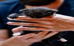 Mixed Breed cats for sale: Adorable kittens looking for a loving home - Image 13
