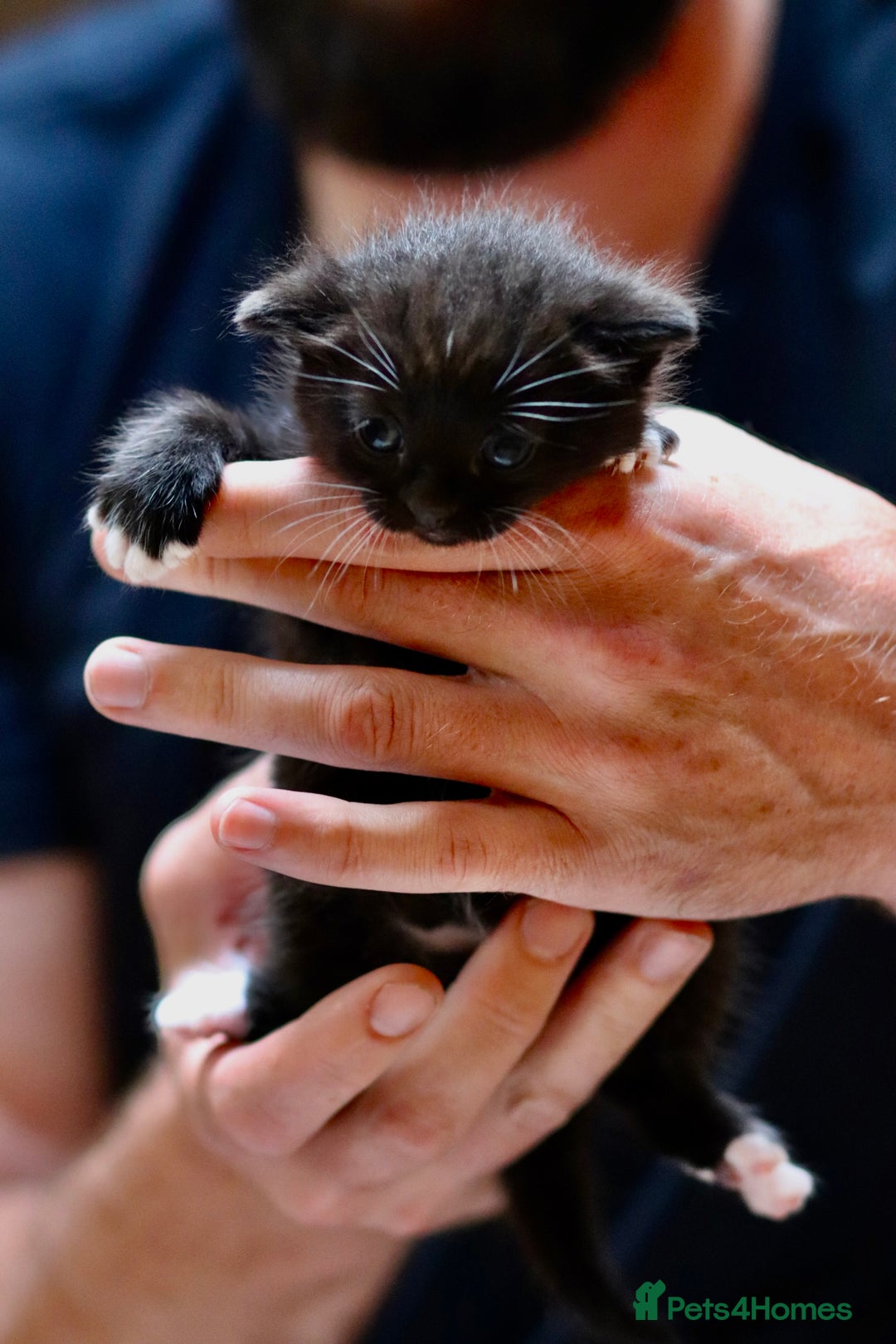 Mixed Breed cats for sale: Adorable kittens looking for a loving home - Image 13