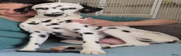 Dalmatian dogs for sale: Last 3 Dally pup looking for their forever home  - Advert 16