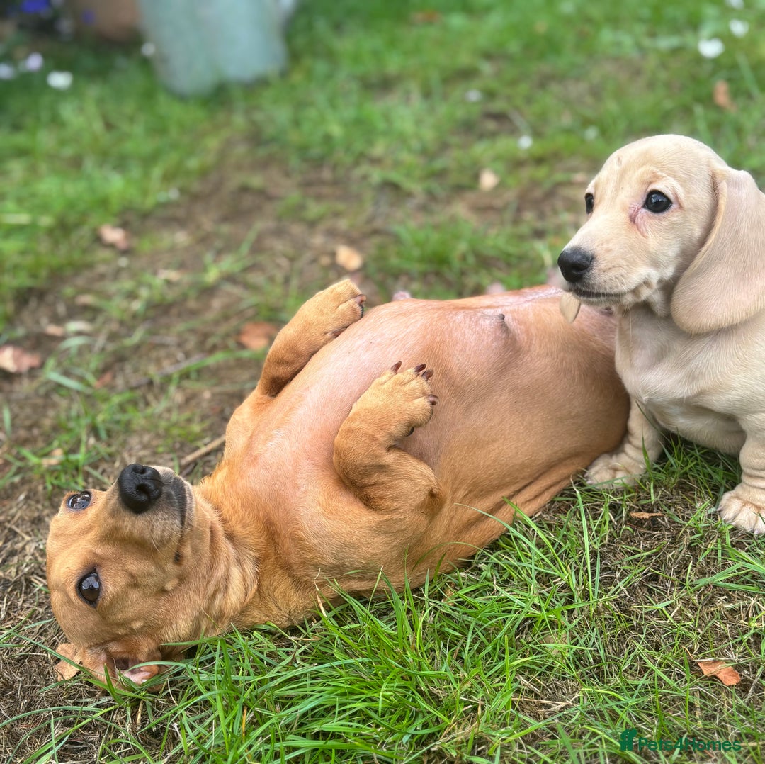 Miniature Dachshund dogs for sale: 🐶 Miniature Smooth Haired Dachshunds. KC REG. 🐶  - Image 23