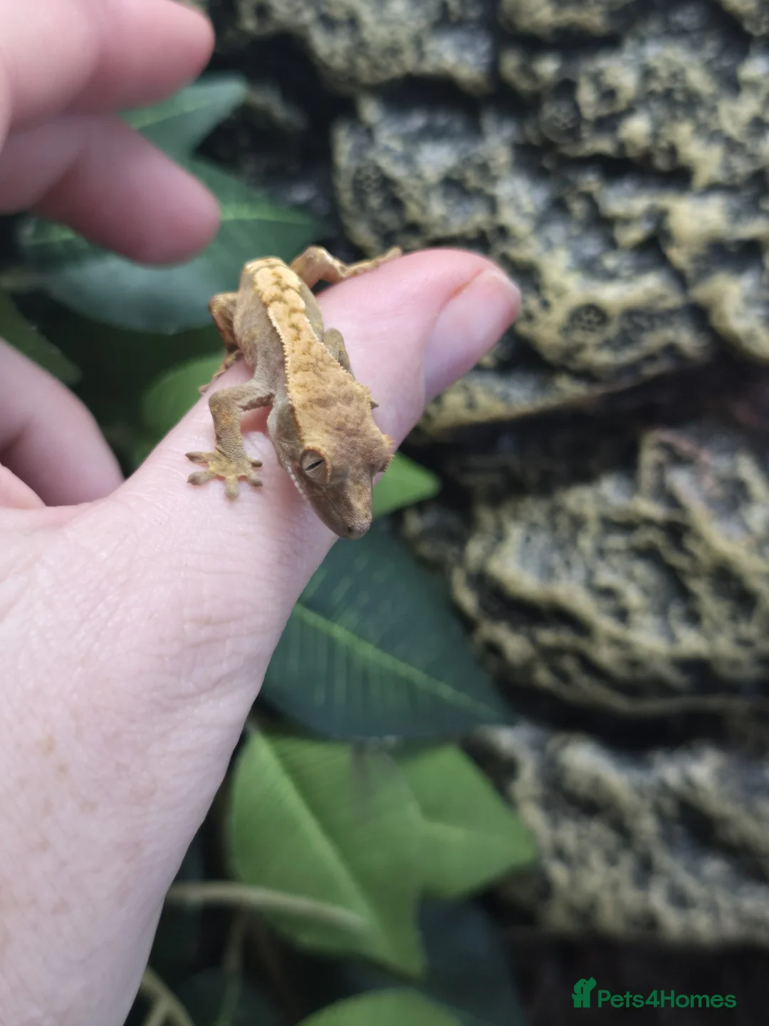 Gecko reptiles for sale: Crested baby gecko - Advert 5