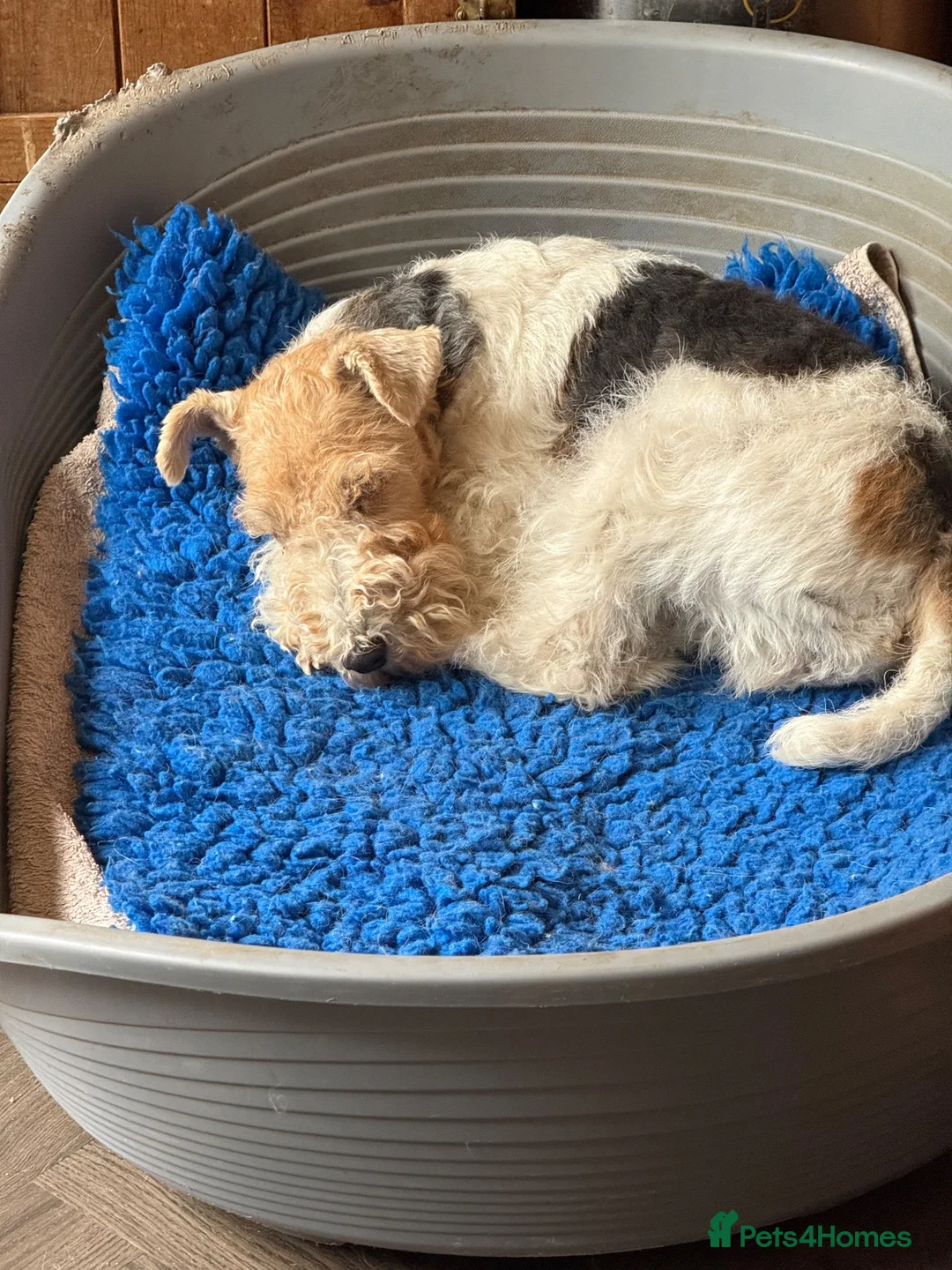 Fox Terrier dogs for sale: Young adult bitch. - Advert 2