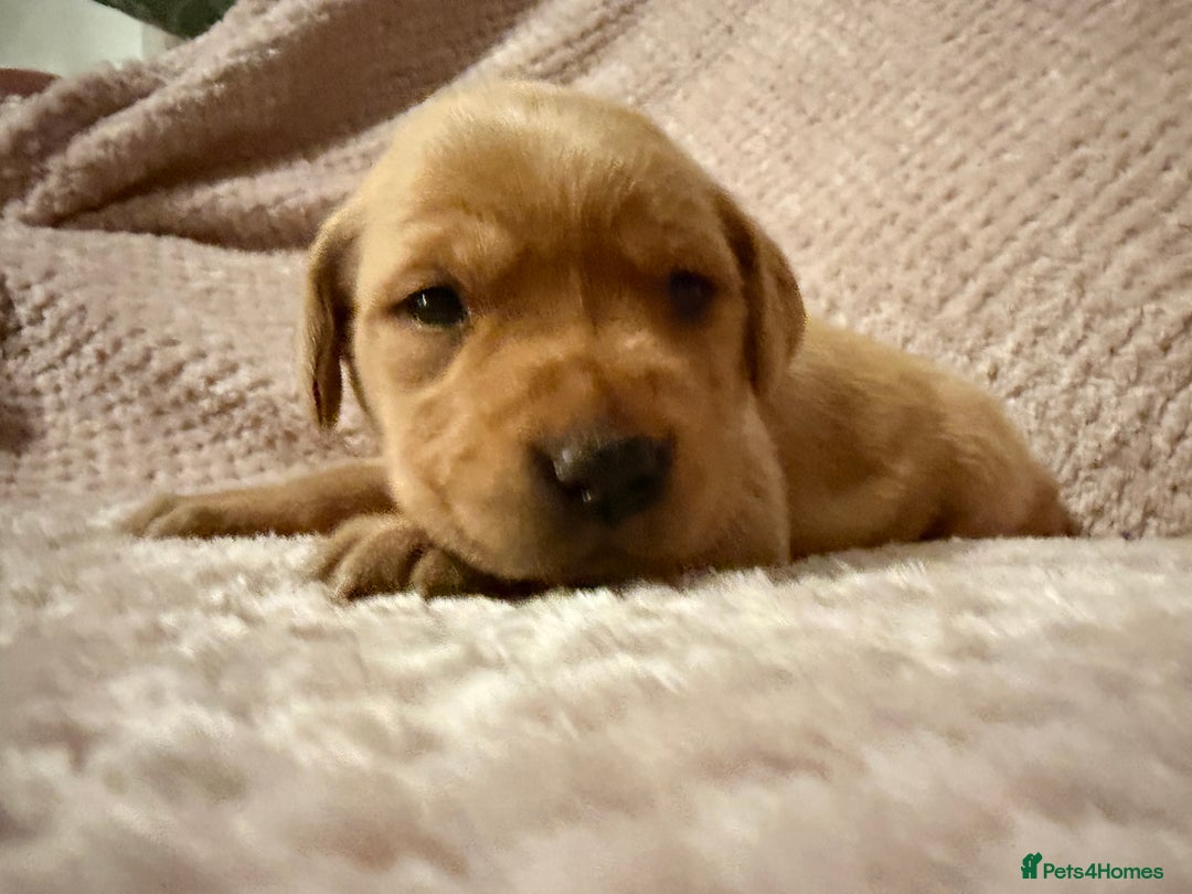 Labrador Retriever dogs for sale: Labrador Puppies for sale - Advert 12