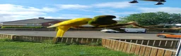Parakeets birds for sale: 3 Kakarki parrots  in Durham - Advert 14