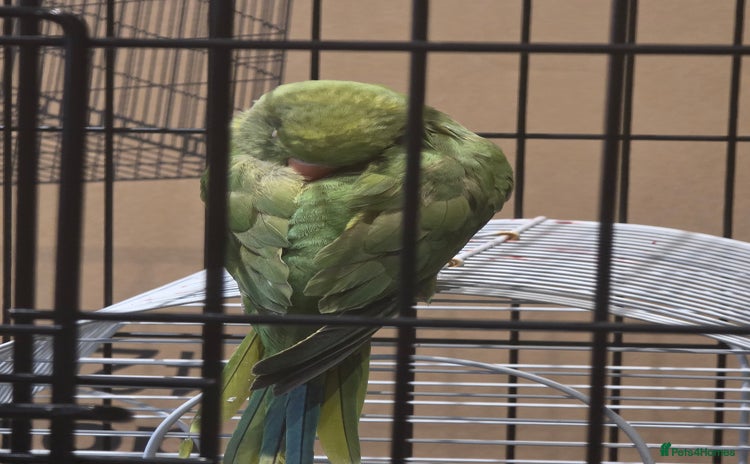 Ringnecks birds - Advert 2