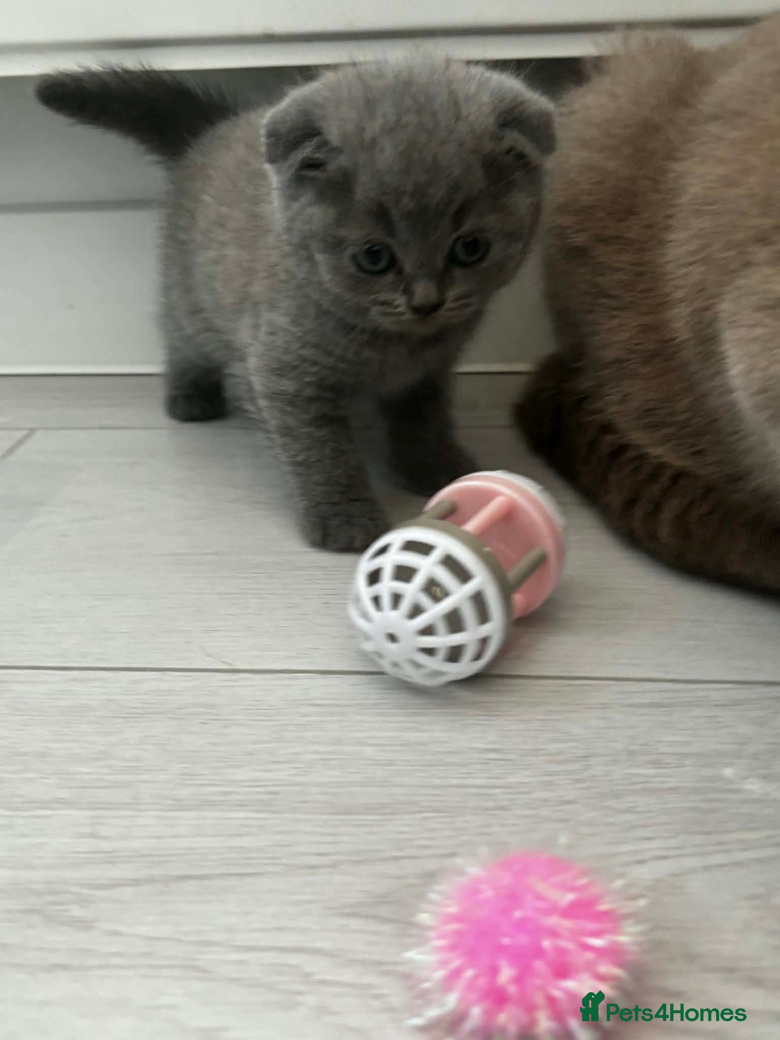 Scottish Fold cats LAST 2 stunning girls left🤩 - Advert 4