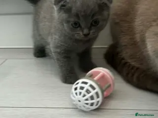 Scottish Fold cats LAST 2 stunning girls left🤩 - Advert 4