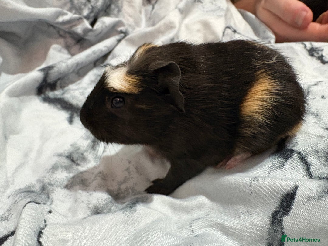 Guinea Pig rodents for sale: 2 crested guinea pigs available 1 male 1 female  - Advert 17