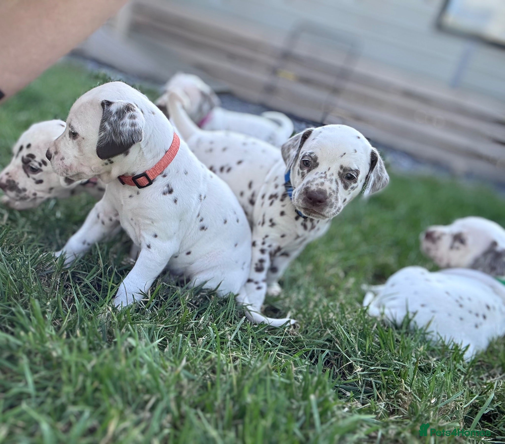 Dalmatian dogs 😍Gorgeous KC Registered Liver spotted Dalmatians. - Advert 6