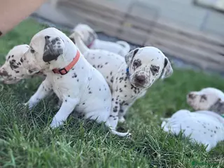 Dalmatian dogs 😍Gorgeous KC Registered Liver spotted Dalmatians. - Advert 1