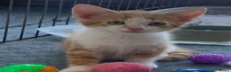 Mixed Breed cats for sale: Gorgeous kittens Ready Now! - Advert 5
