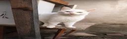 Mixed Breed cats for adoption: Pacino, 4-5 yrs old. Available for adoption. - Advert 15