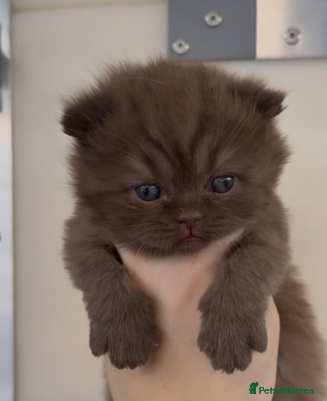 British Shorthair cats for sale: Beautiful chunky boys looking new home - Advert 8