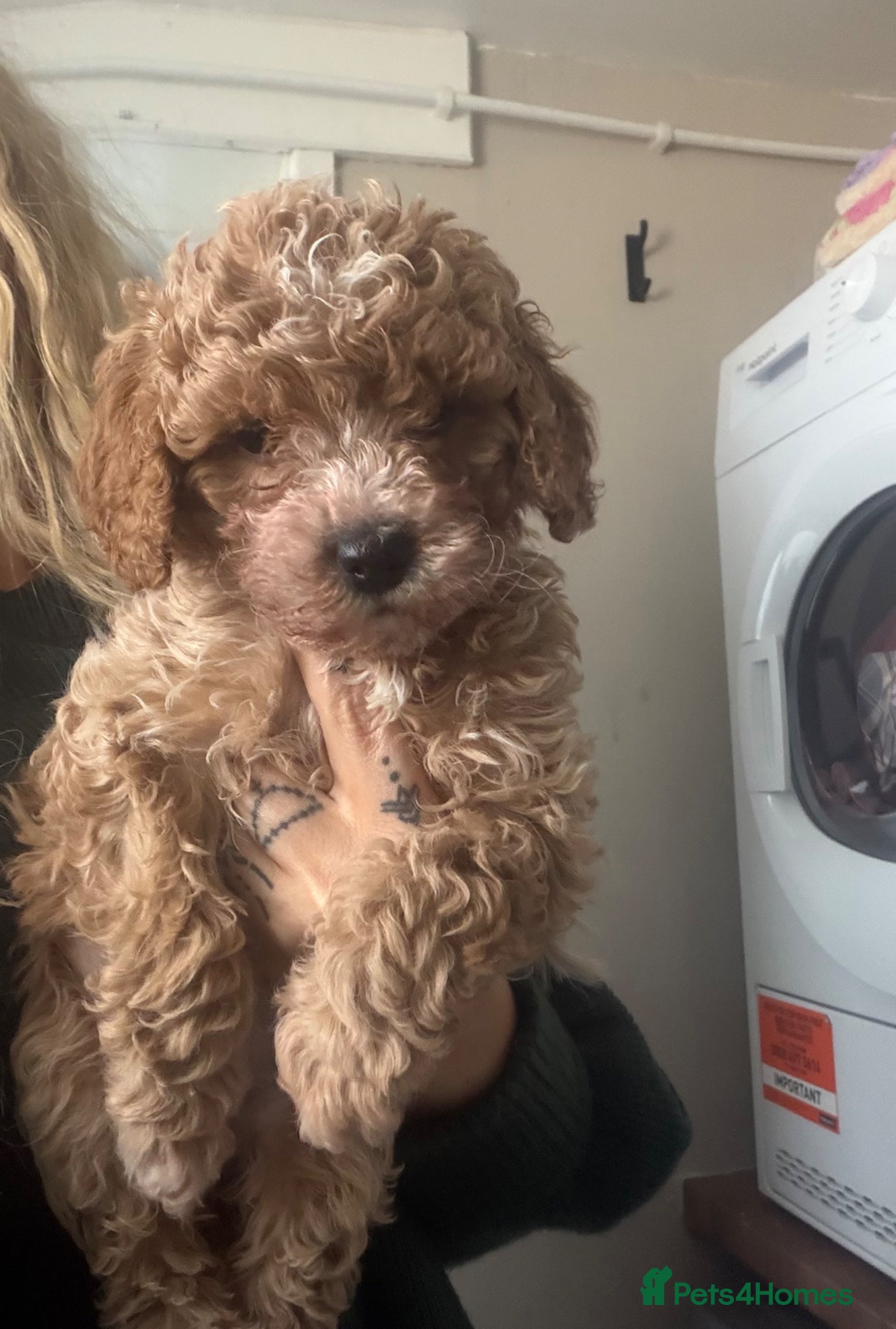 Cavapoo dogs  EXTRA TINY & CURLY female F2 toy cavapoo puppies - Advert 5