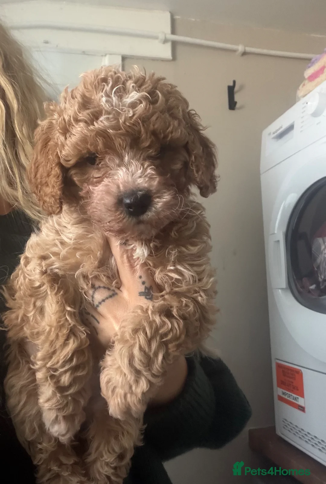 Cavapoo dogs for sale:  EXTRA TINY & CURLY female F2 toy cavapoo puppies - Advert 1