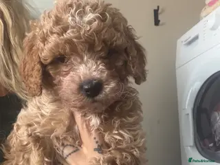 Cavapoo dogs EXTRA TINY & CURLY female F2 toy cavapoo puppies - Advert 5