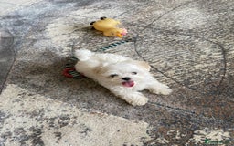 Maltese dogs for sale: Gorgeous Maltese Male Puppy, Ready now 🐾 - Image 3
