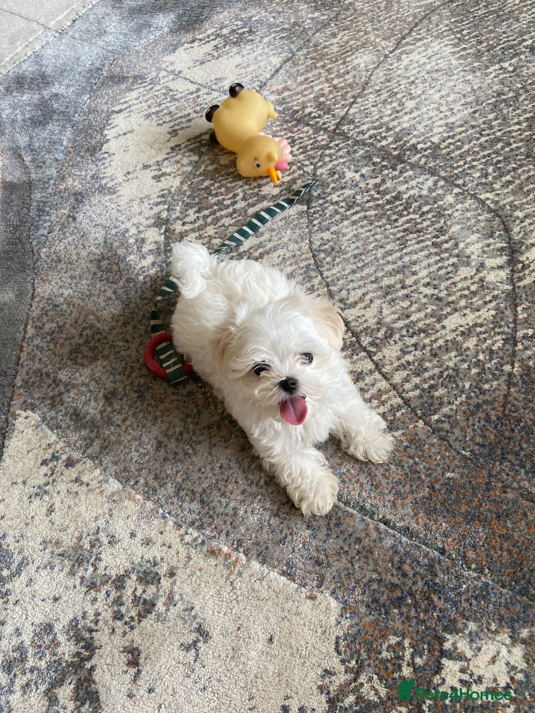 Maltese dogs for sale: Gorgeous Maltese Male Puppy, Ready now 🐾 - Image 3
