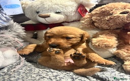 Labrador Retriever dogs for sale: Beautiful fox red and yellow lab puppies  - Image 14