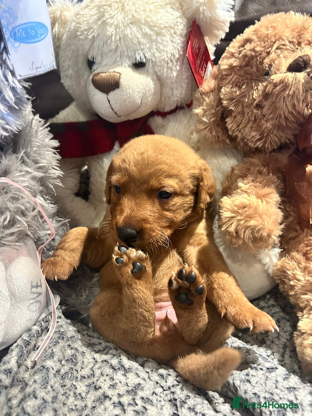 Labrador Retriever dogs for sale: Beautiful fox red and yellow lab puppies  - Image 14