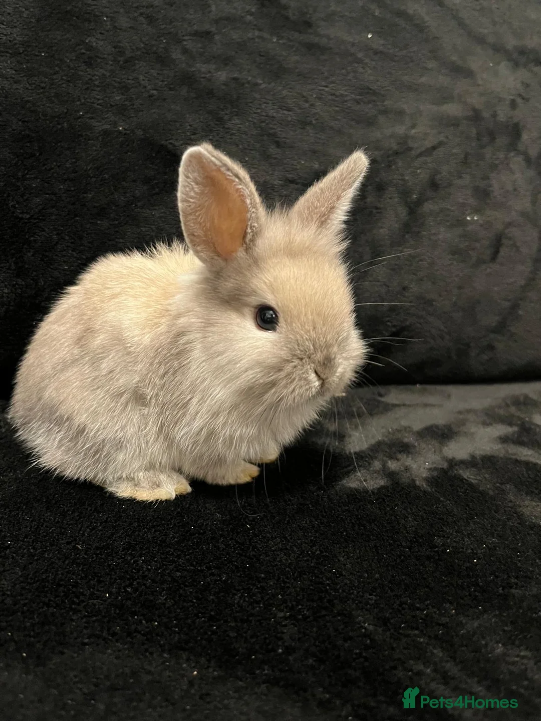 Dwarf Lop rabbits for sale: 2x baby bunnies Dwarf lop looking for forever home - Advert 5