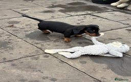 Miniature Dachshund dogs for sale: Mini dachshund smooth 1 choc&tan boy available  - Image 35