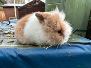 Lionhead rabbits 1 stunning lionhead baby boy - Advert 9