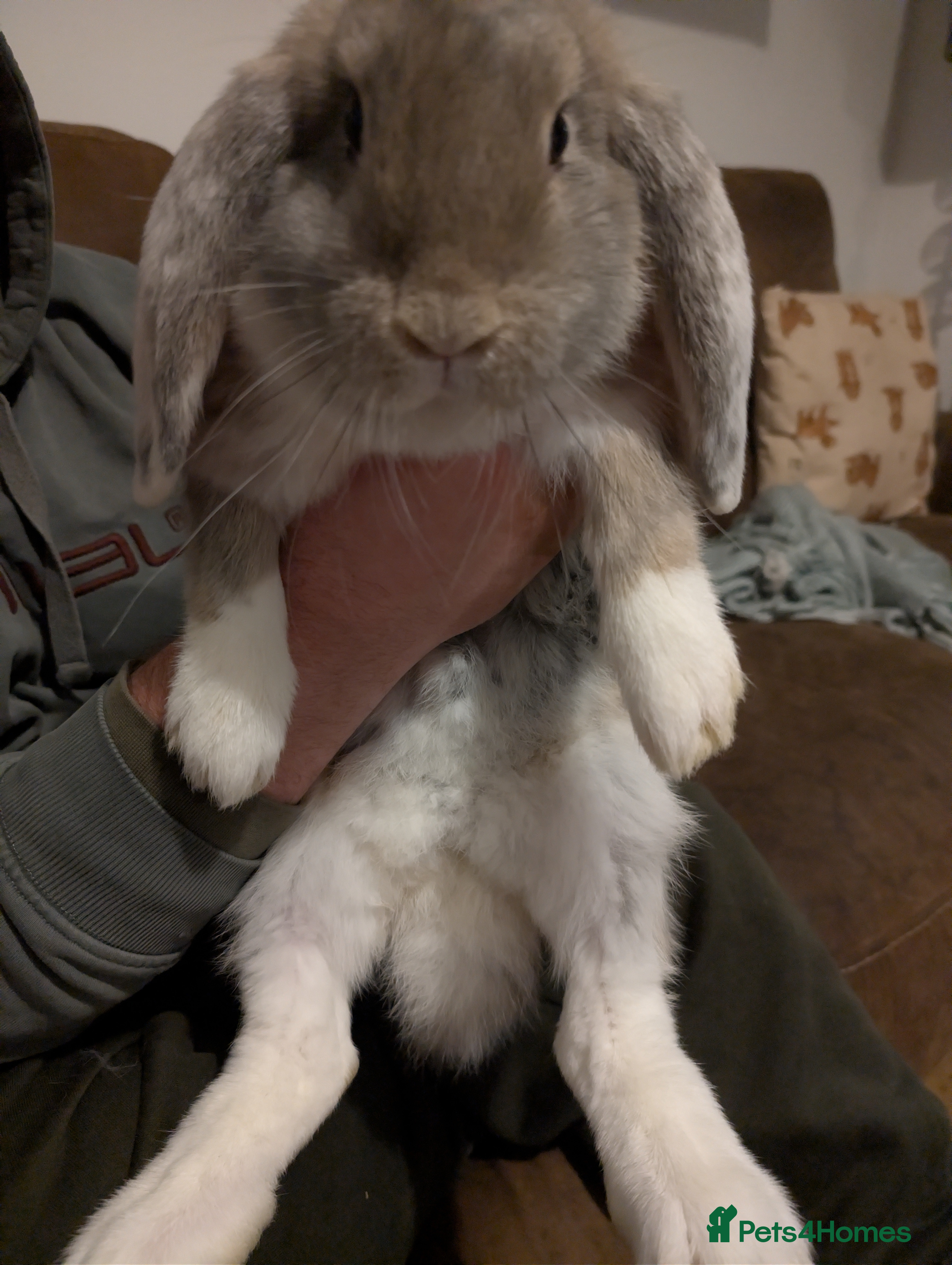 French Lop rabbits Beautiful French lops  - Advert 1