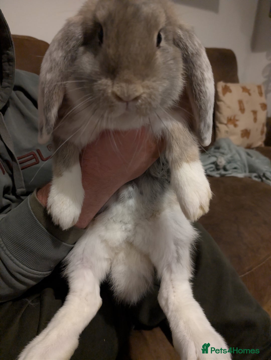 French Lop rabbits for sale: Beautiful French lops  - Advert 1