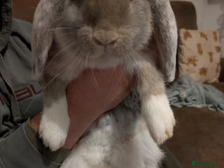 French Lop rabbits Beautiful French lops - Advert 13
