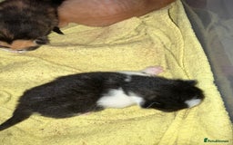 Mixed Breed cats for sale: 5 gorgeous kittens - Image 12