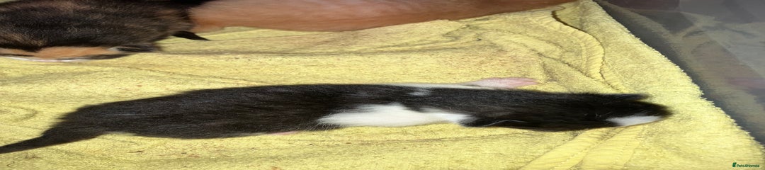Mixed Breed Kitten 3