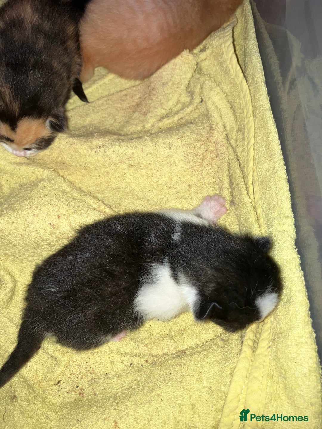 Mixed Breed cats for sale: 5 gorgeous kittens - Image 12